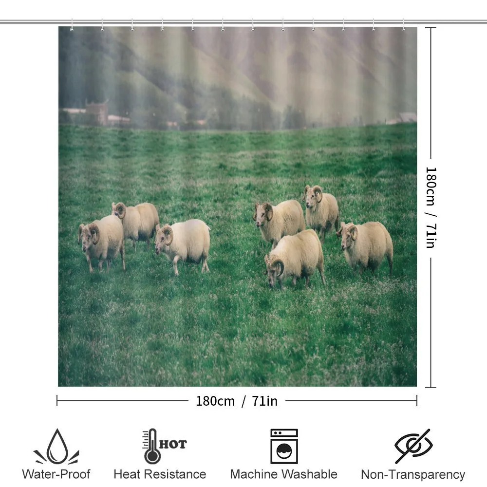Sheep Grazing on Grass — Detail 2