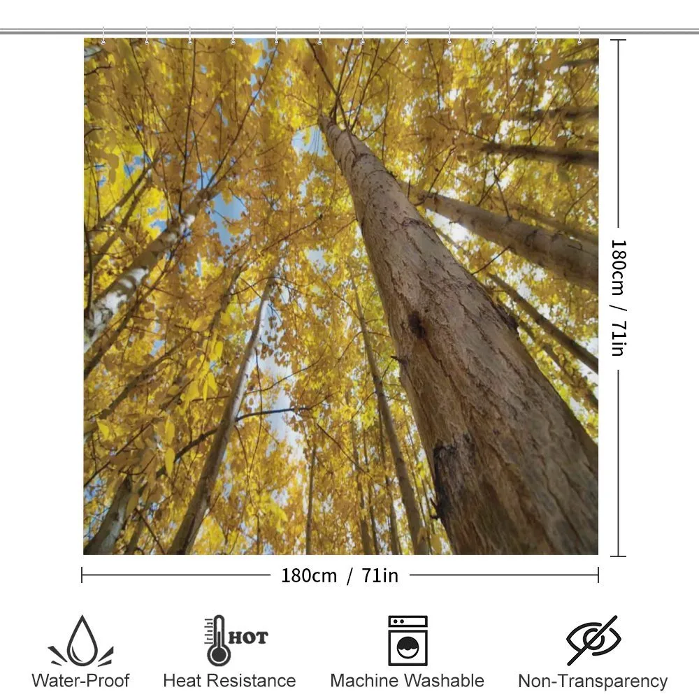 Aspen Trees in Forest — Detail 2