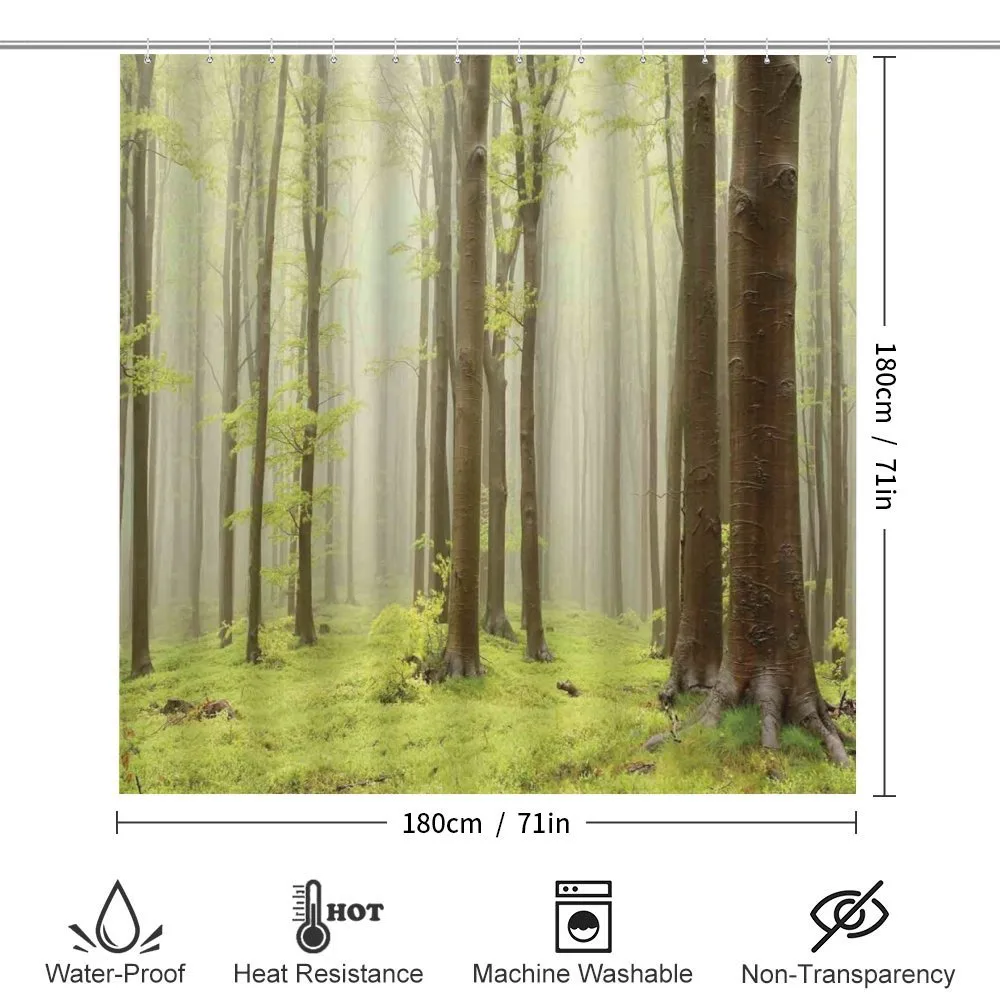 Misty Beech Forest Photo — Detail 2