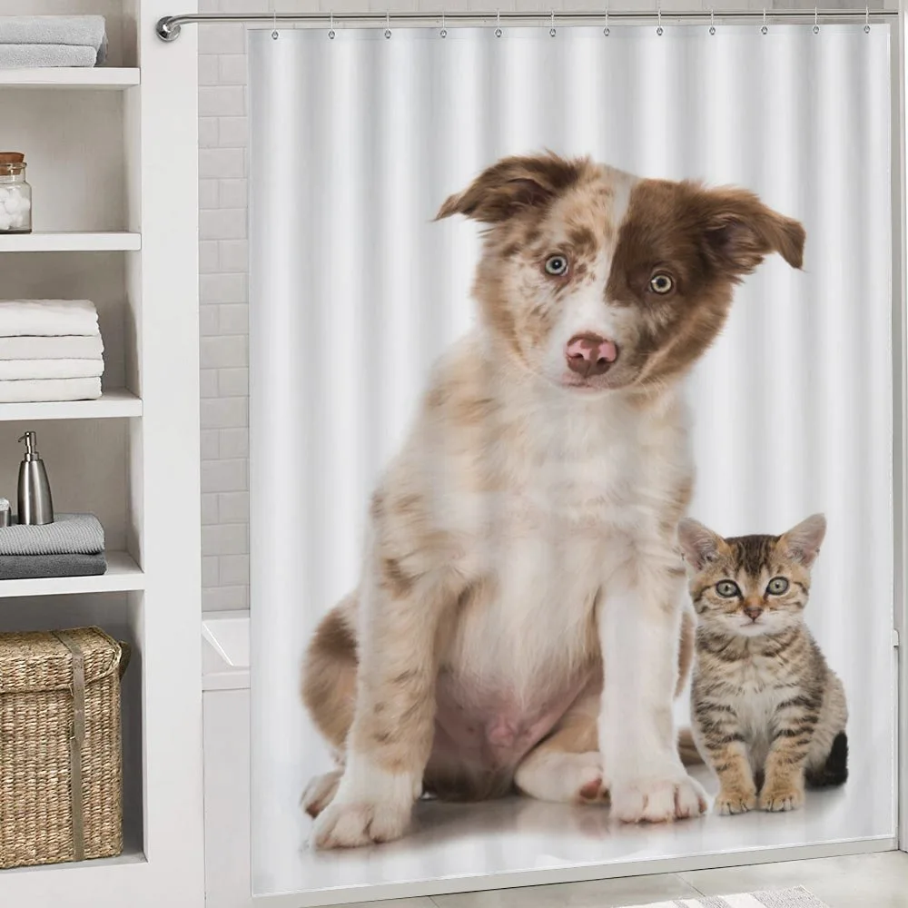 Border Collie Puppy — Detail 4
