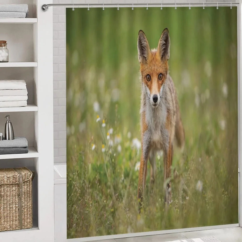 Young Curious Coyote Animal — Detail 4