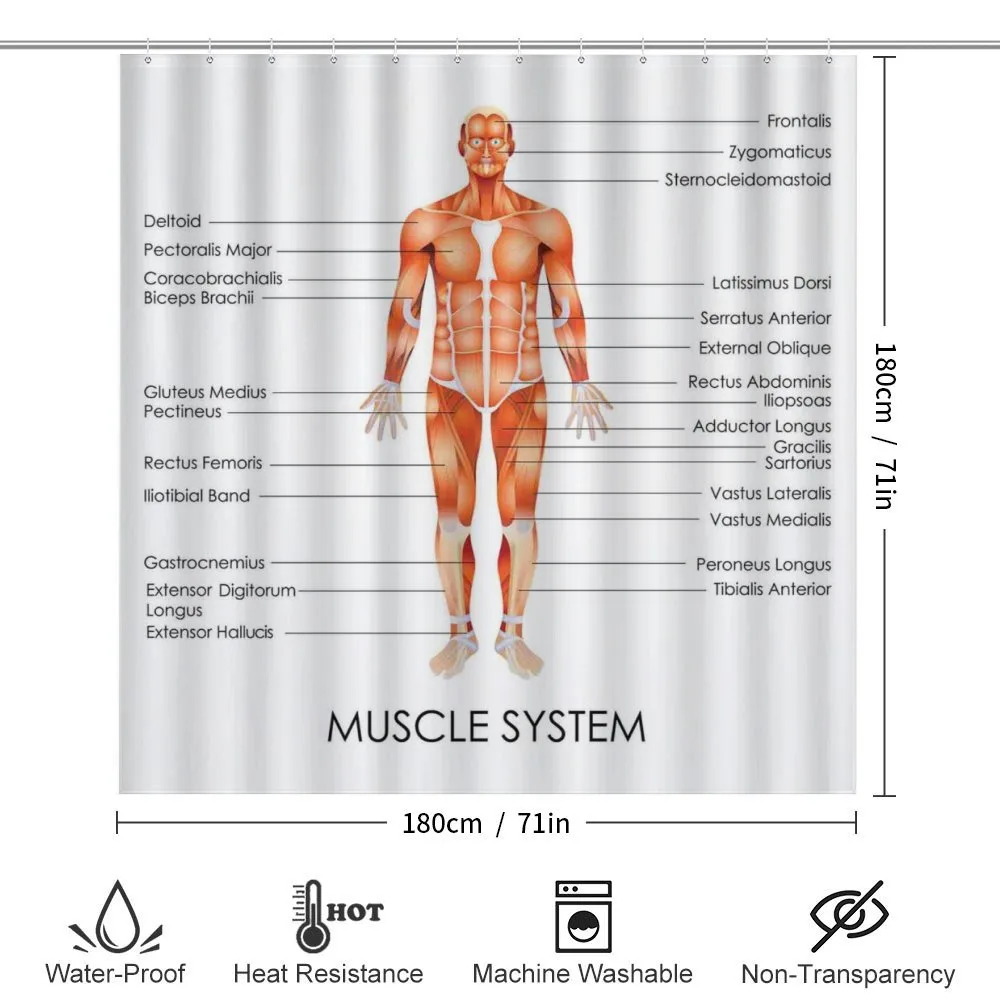 Biology Muscle System — Detail 2