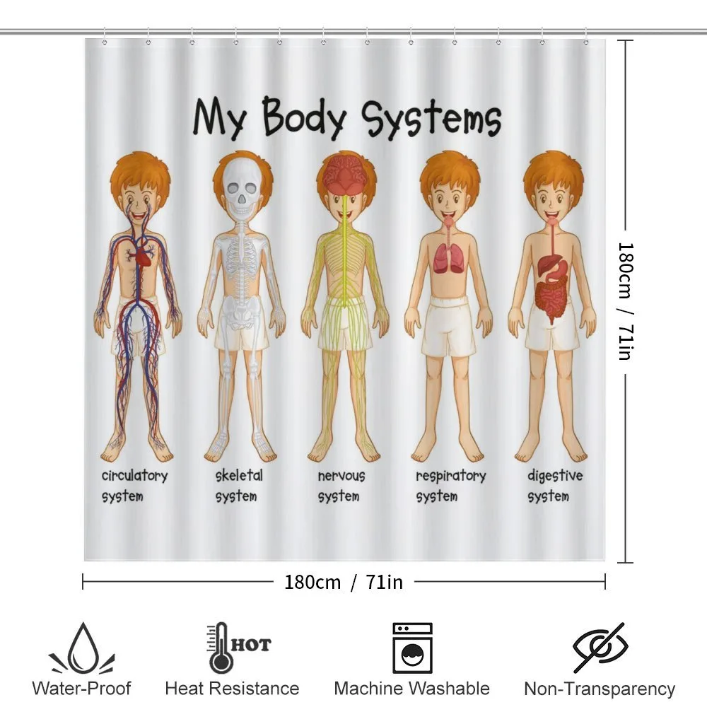 Human Nerve System — Detail 2