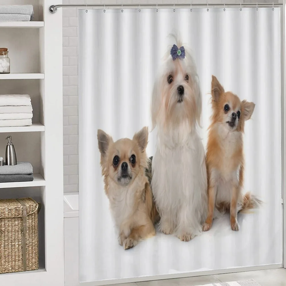 Chihuahua and Maltese Dogs — Detail 4