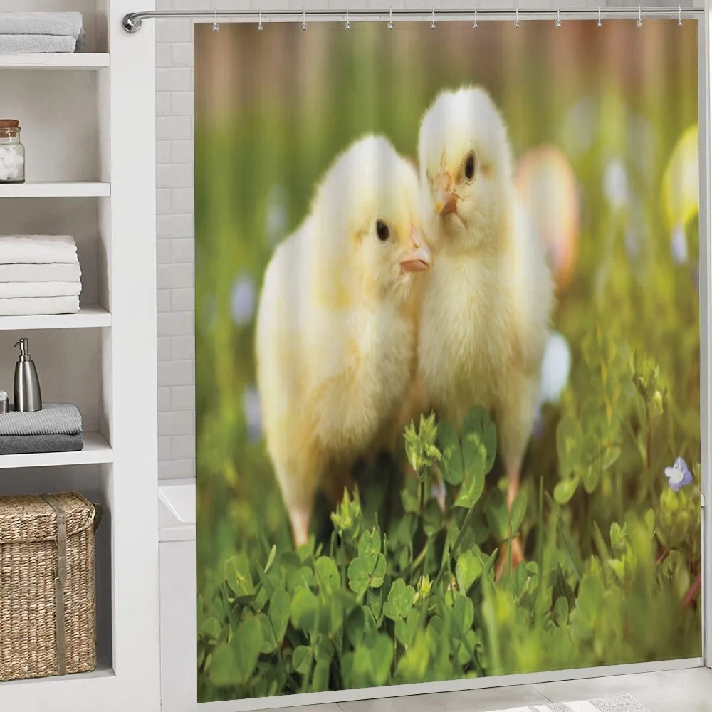 Baby Chickens Photo — Detail 4