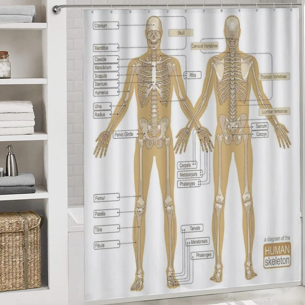 Human Skeleton System — Detail 4