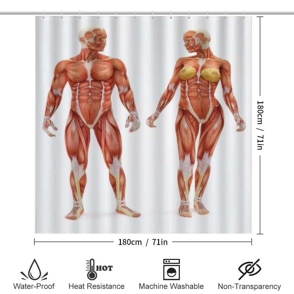 Male Human Body — Detail 2
