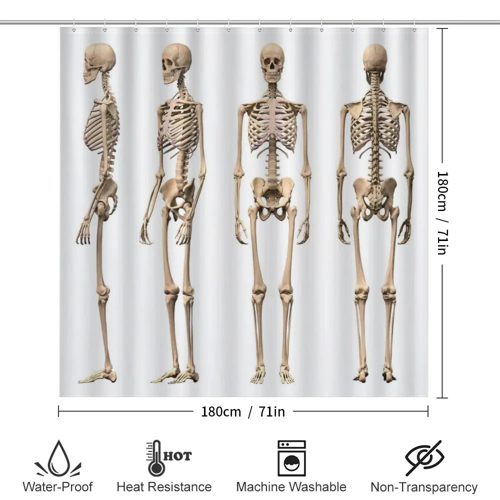 Medical Skeleton — Detail 2