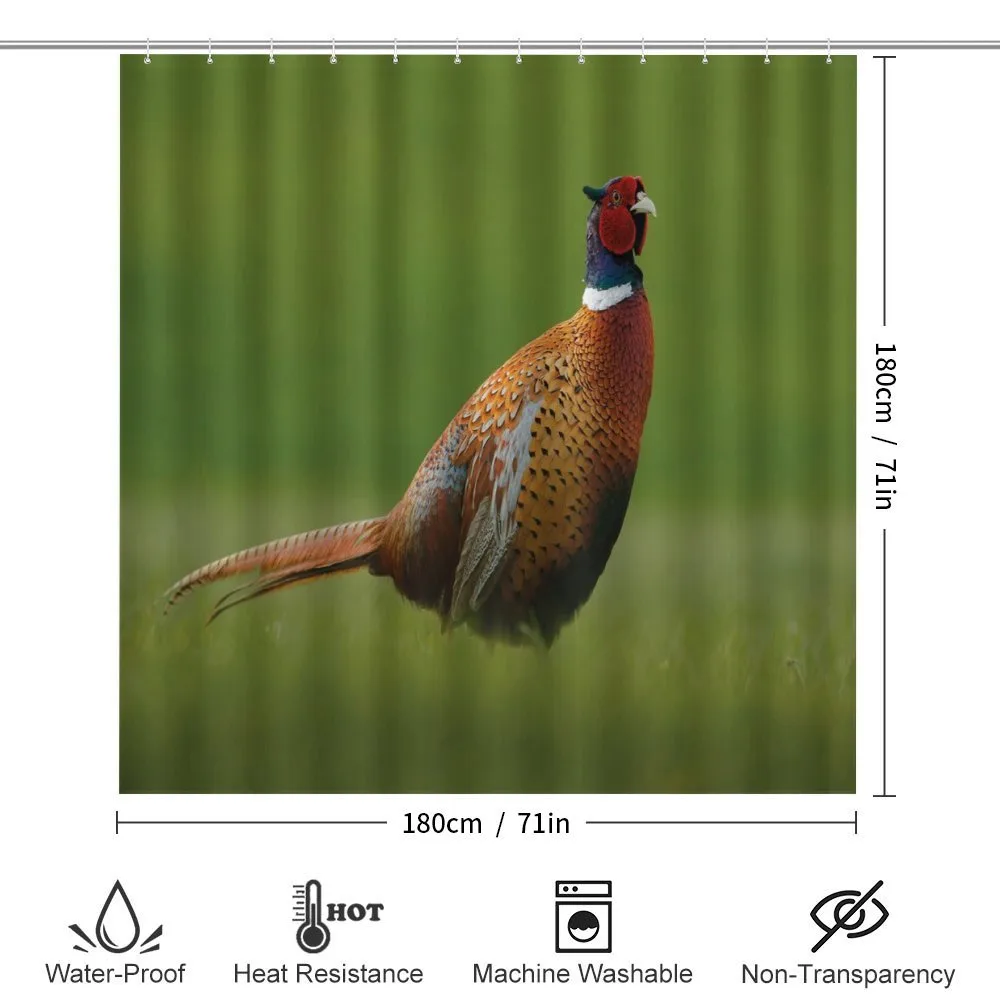 Pheasant Long Tail Meadow — Detail 2