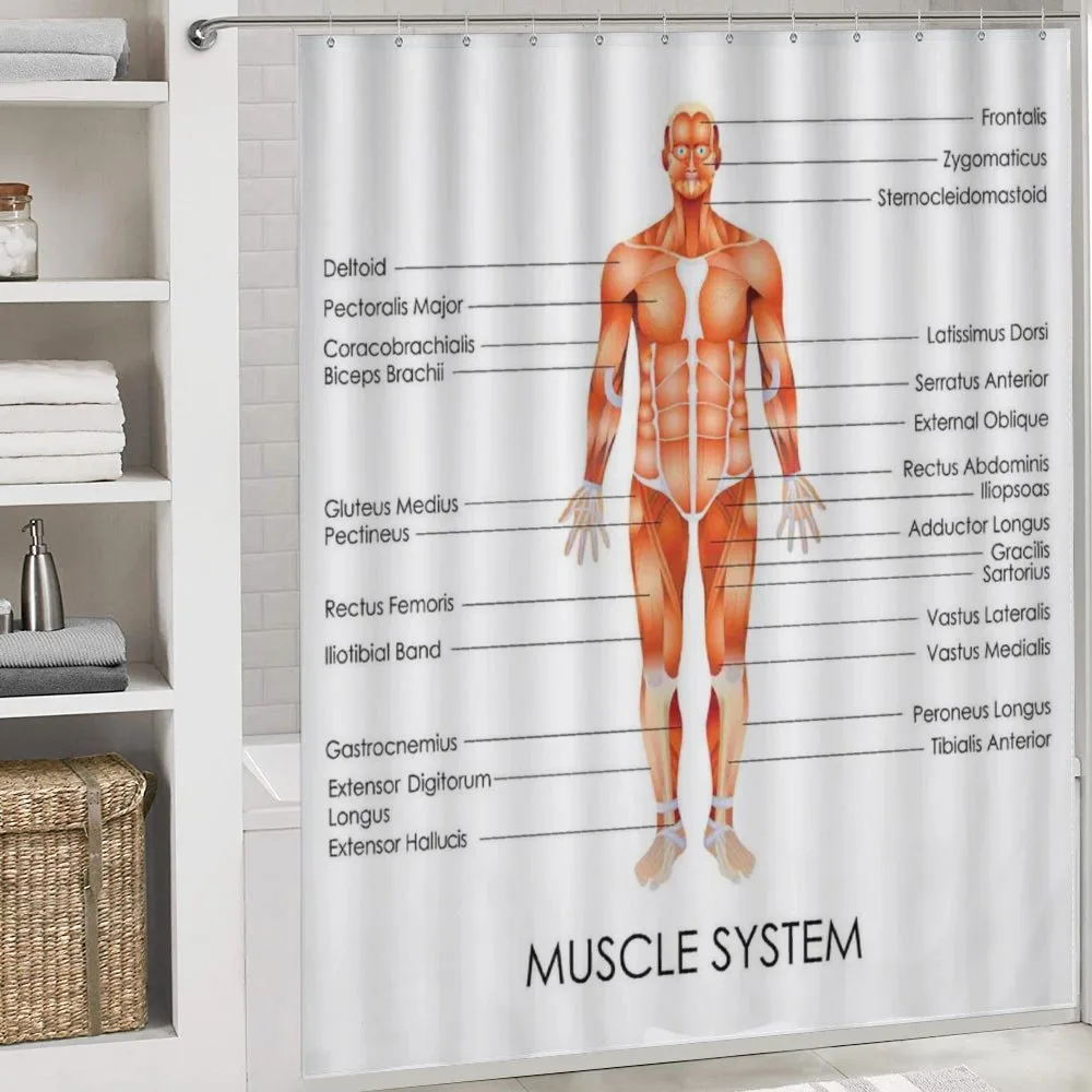 Biology Muscle System — Detail 4
