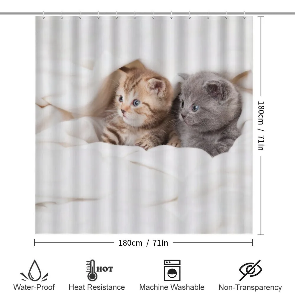 Scottish Fold Kittens — Detail 2