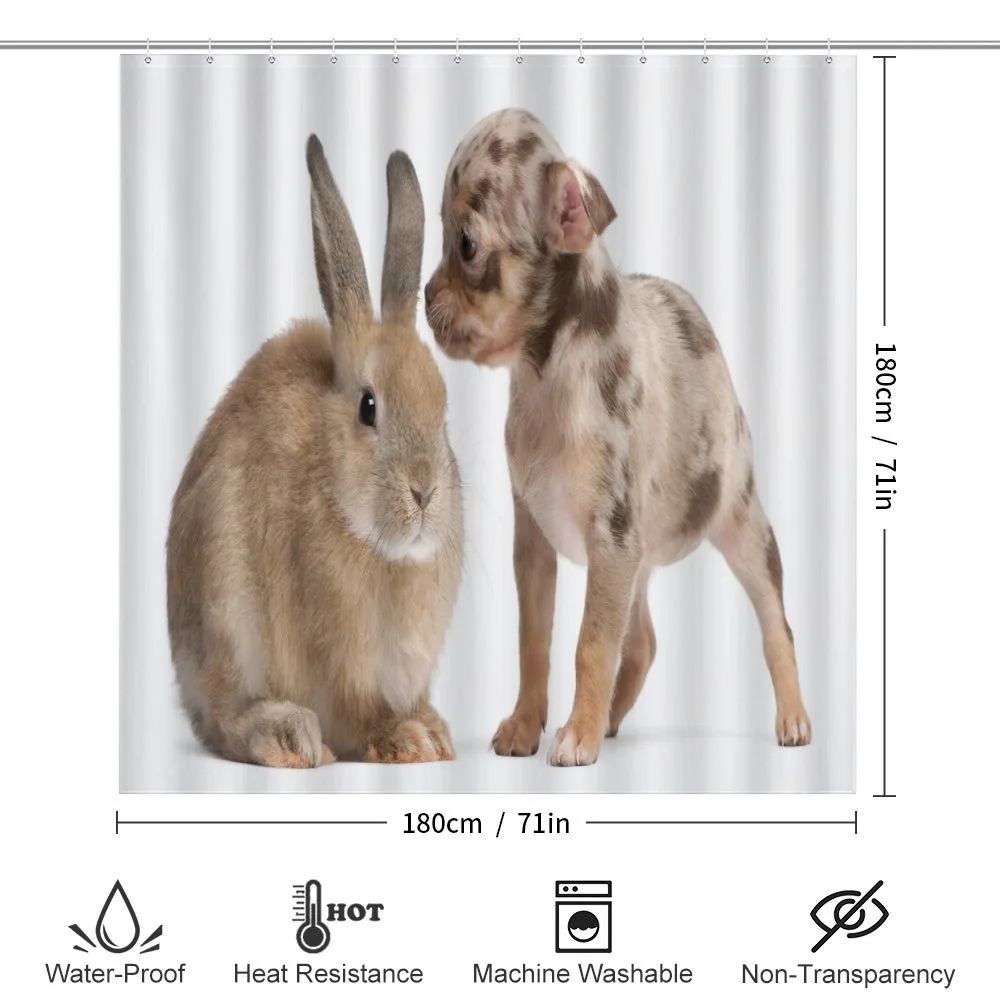 Chihuahua Puppy with Rabbit — Detail 2